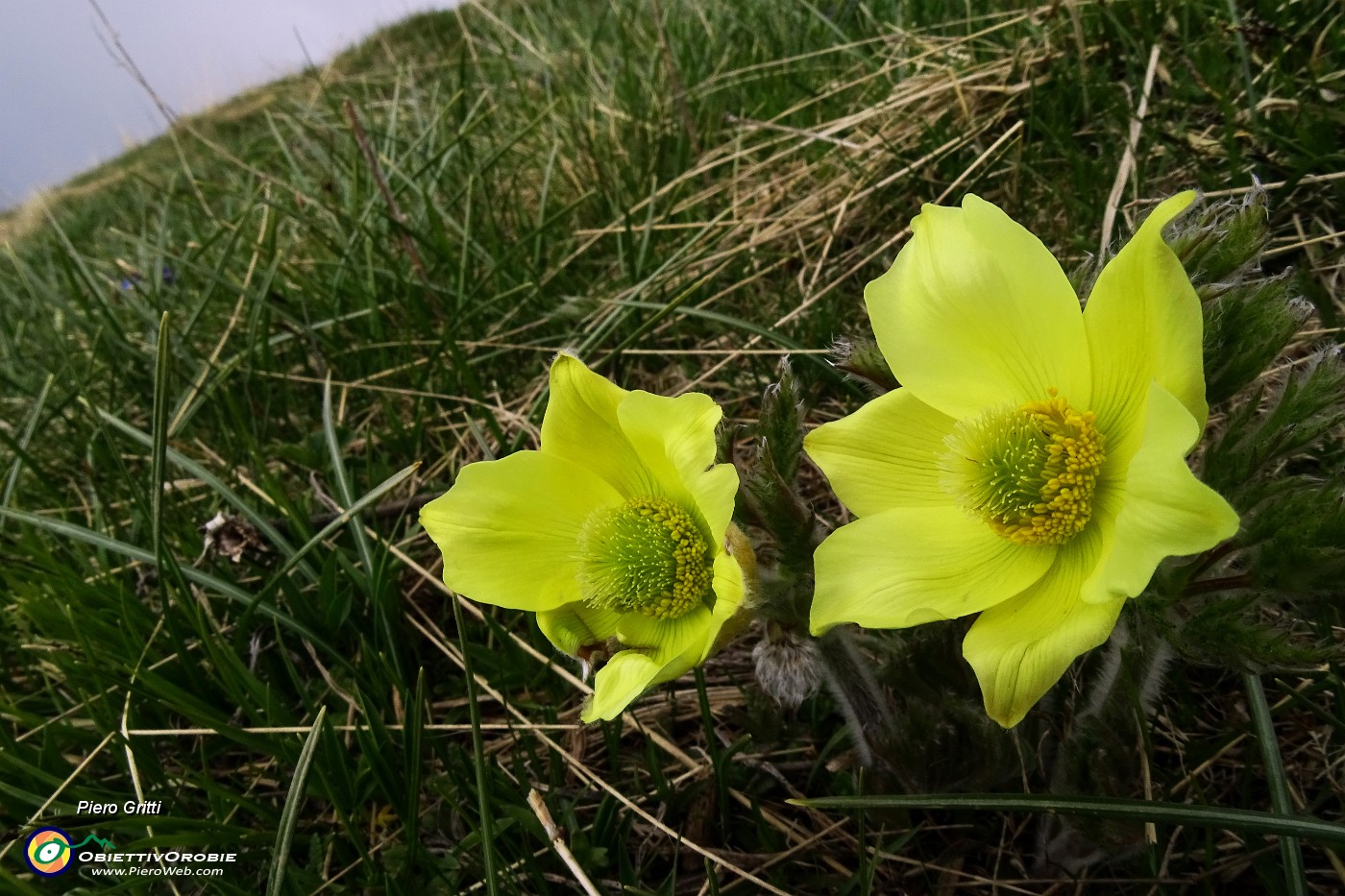 21 Pulsatilla alpina (Pulsatilla sulfurea).JPG -                                
